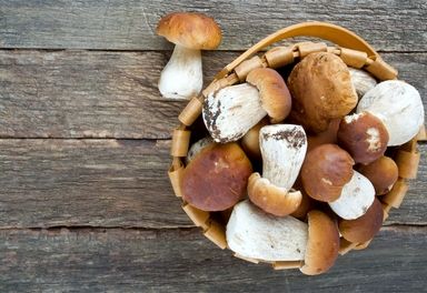 Porcinis & Mushrooms